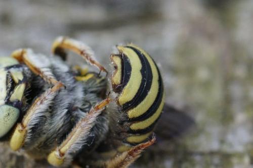 Réf. 270 192 : Anthidium diadema